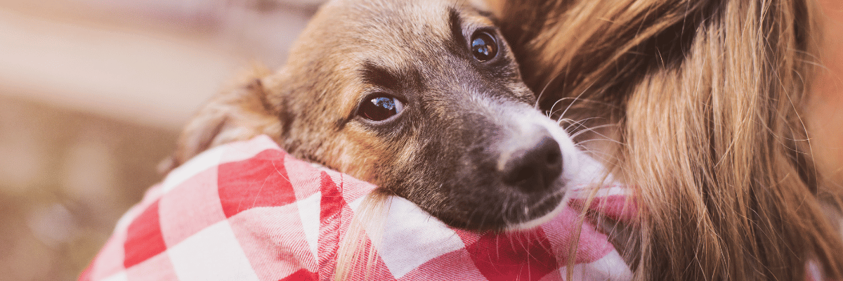 Get involved - Hope Paws Support Fund foster interest form