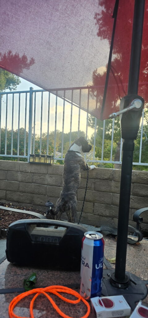 Foster Dog Story - FROM EUTH LIST TO LOVED - Hope Paws Support Fund Foster Dog Story - FROM EUTH LIST TO LOVED - Hope Paws Support Fund - IMG 20260618 092845