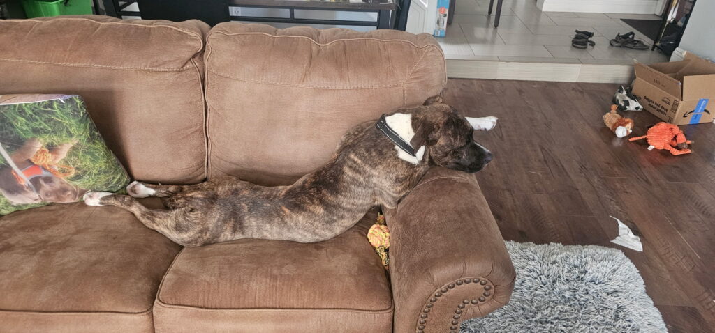 Foster Dog Story - FROM EUTH LIST TO LOVED - Hope Paws Support Fund Foster Dog Story - FROM EUTH LIST TO LOVED - Hope Paws Support Fund - IMG 20260621 212205