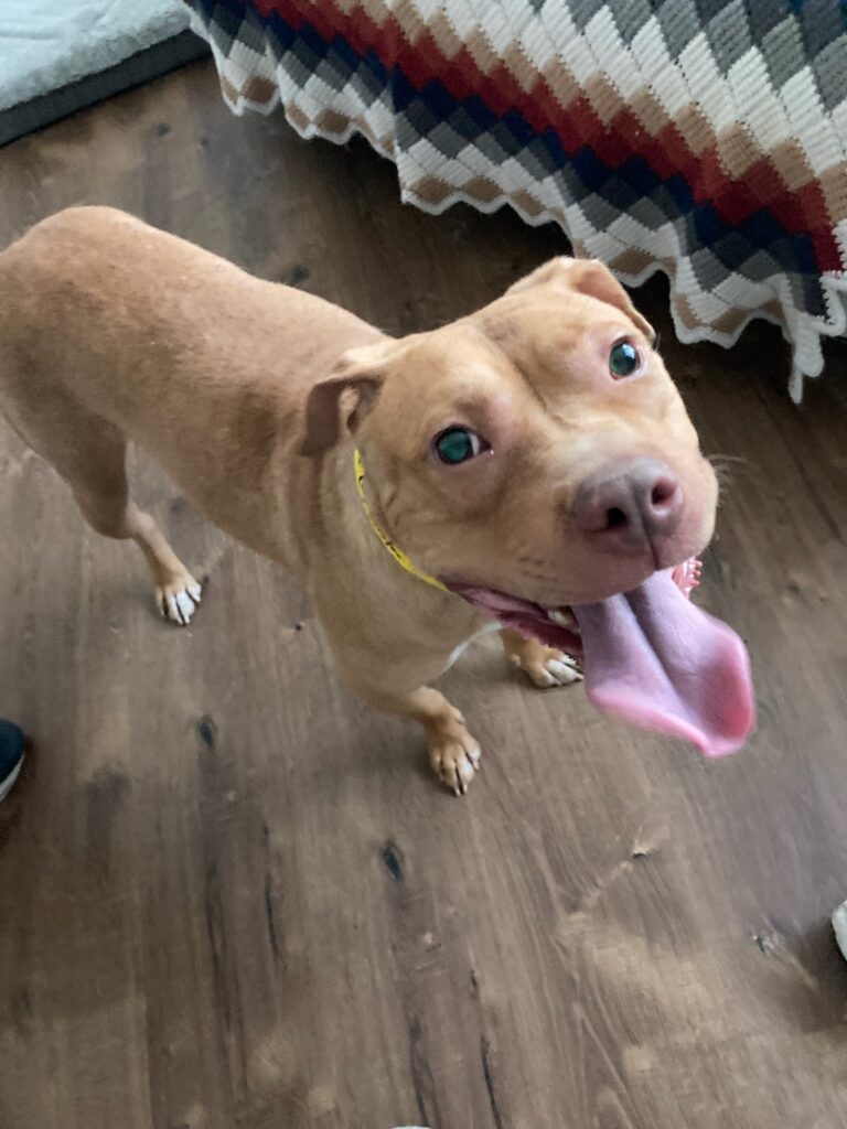 Adoptable dogs Honey