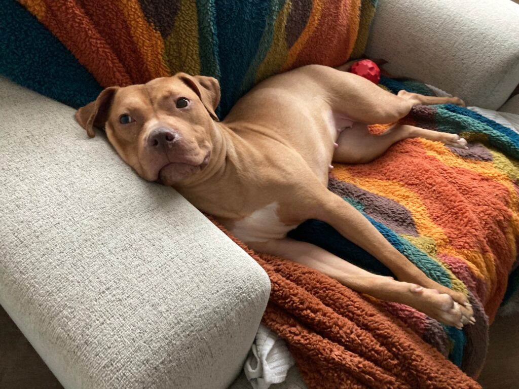 Adoptable Dogs – Foster or Adopt - Hope Paws Support Fund - IMG 4413 1