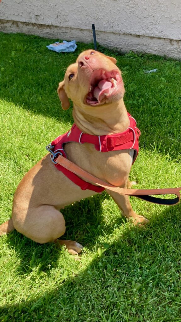 Adoptable Dogs – Foster or Adopt - Hope Paws Support Fund - IMG 4446 scaled 1