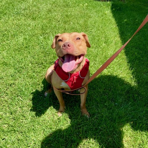 Adoptable Dogs – Foster or Adopt - Hope Paws Support Fund - IMG 4449 500x500 2