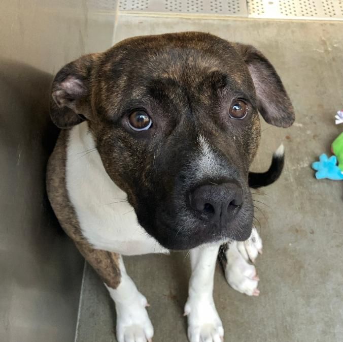 Foster Dog Story - FROM EUTH LIST TO LOVED - Hope Paws Support Fund Foster Dog Story