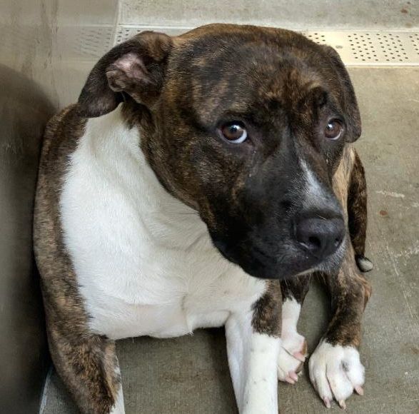 Foster Dog Story - FROM EUTH LIST TO LOVED - Hope Paws Support Fund foster story Butterscotch