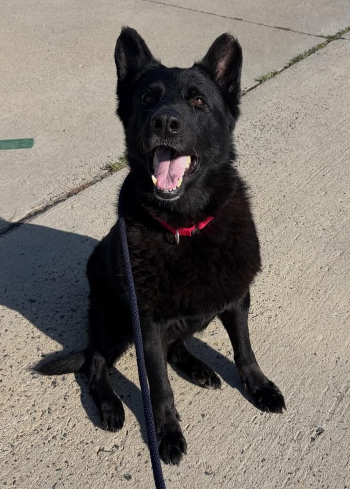 Senior Blue – Secure His Retirement - Hope Paws Support Fund Senior Blue – Secure His Retirement - Hope Paws Support Fund - blue1