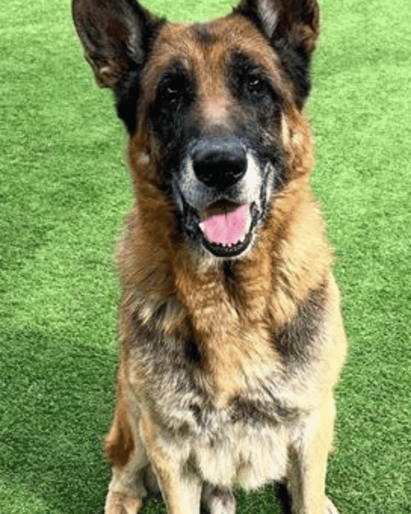 Dogs in Need of Rescue - Hope Paws Support Fund Dogs in Need of Rescue - Hope Paws Support Fund - kona1