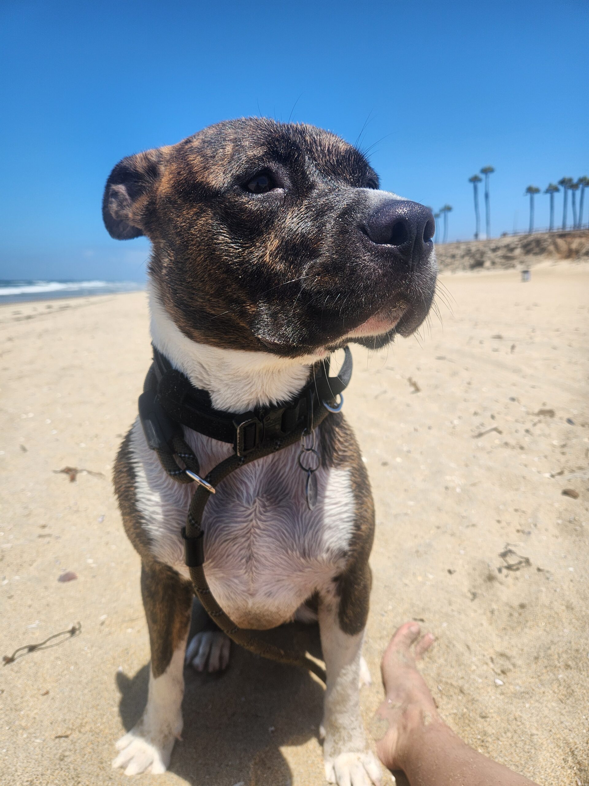 I Adopted Billie!!!! - Hope Paws Support Fund - 1000040259 scaled