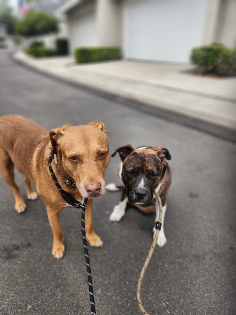 I Adopted Billie!!!! - Hope Paws Support Fund - 1000040281