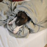 I Adopted Billie!!!! - Hope Paws Support Fund I Adopted Billie!!!! - Hope Paws Support Fund - 1000040303