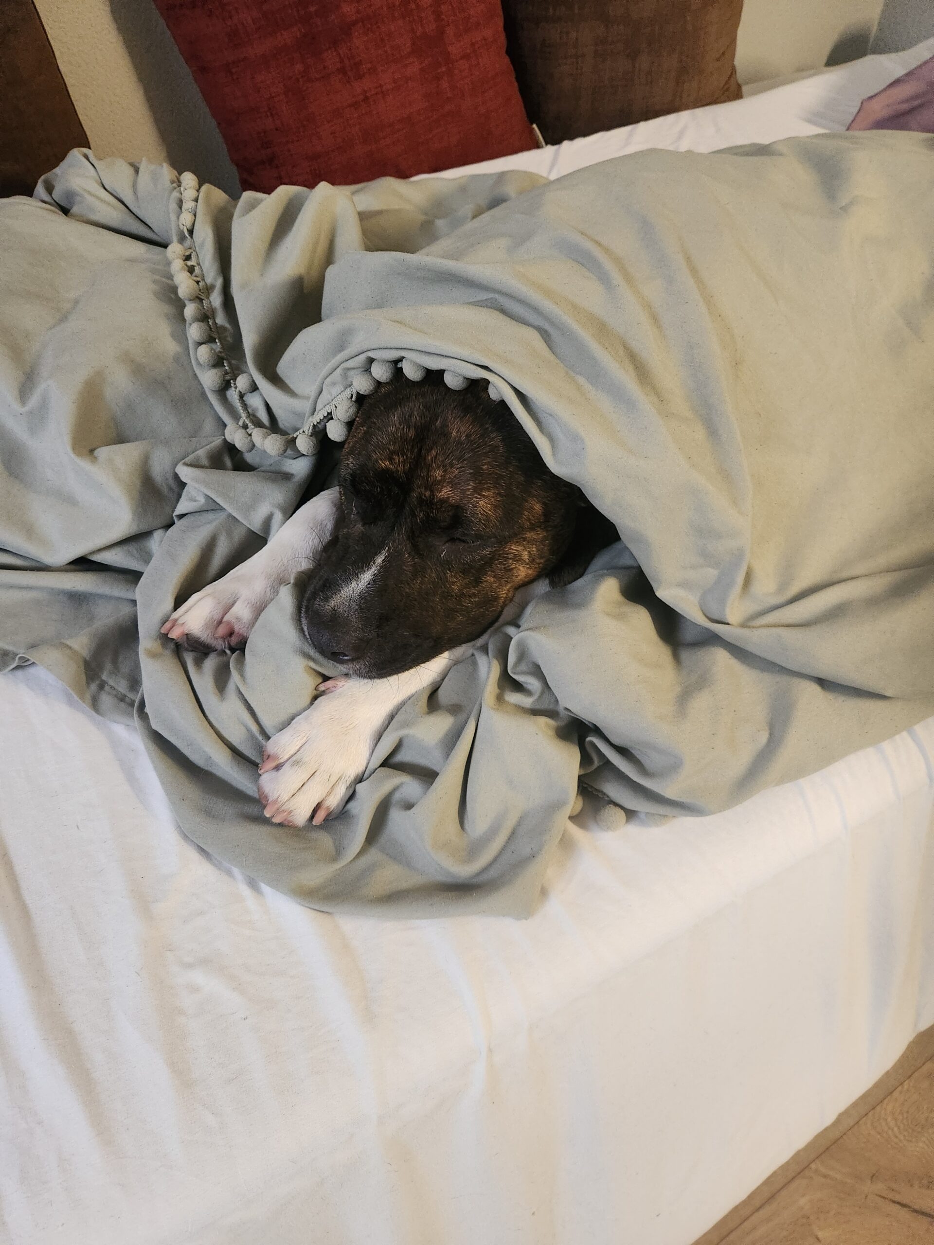 I Adopted Billie!!!! - Hope Paws Support Fund I Adopted Billie!!!! - Hope Paws Support Fund - 1000040303 scaled