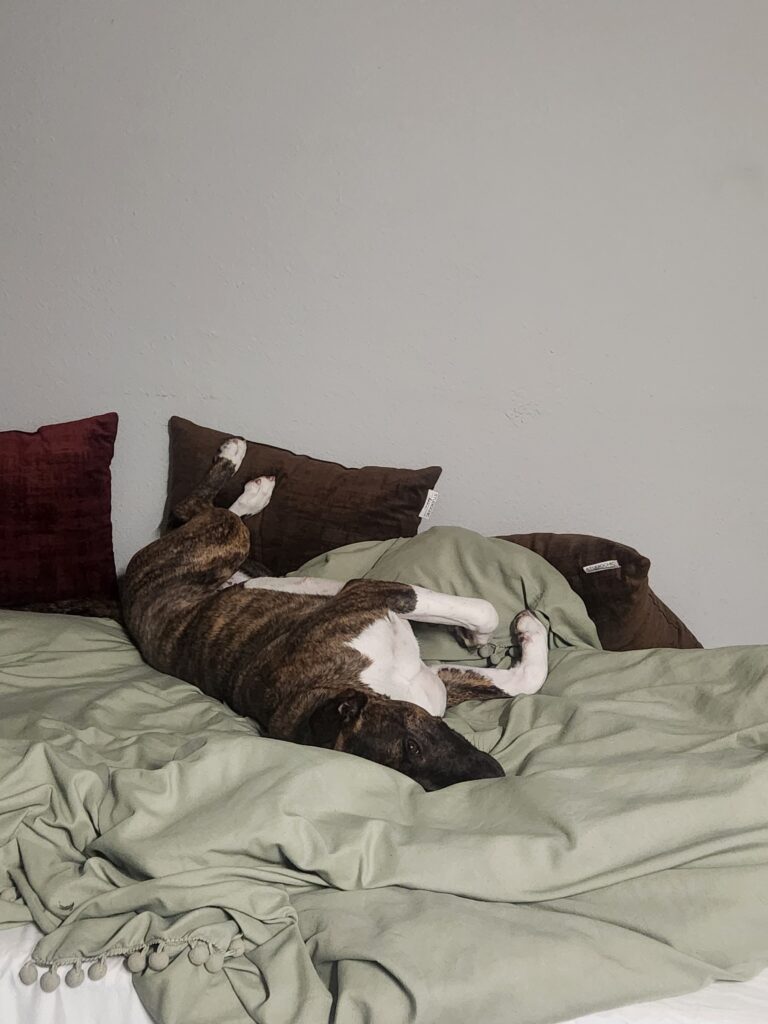 I Adopted Billie!!!! - Hope Paws Support Fund - 1000040316