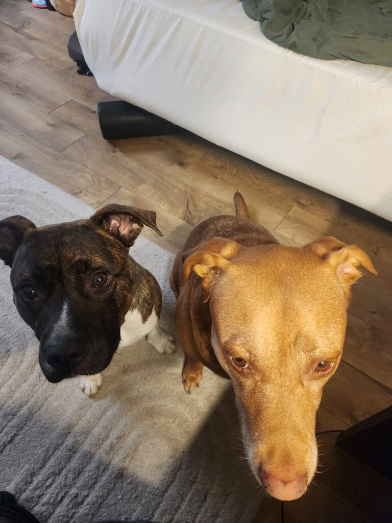 I Adopted Billie!!!! - Hope Paws Support Fund - 1000040518