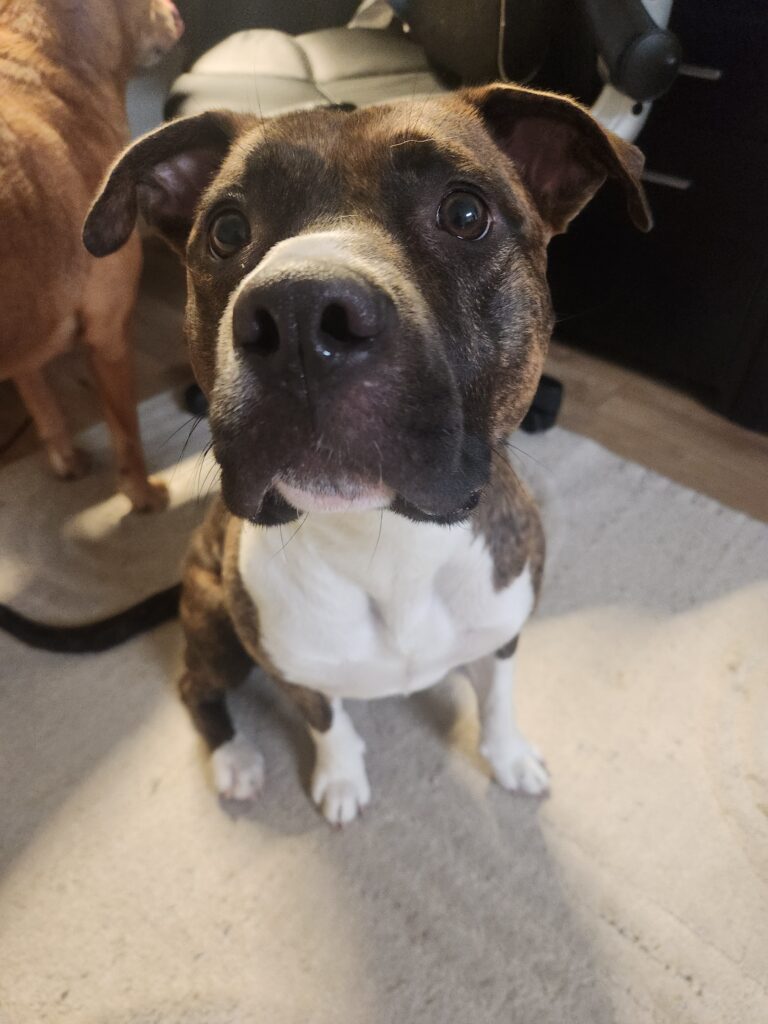 I Adopted Billie!!!! - Hope Paws Support Fund - 1000040519