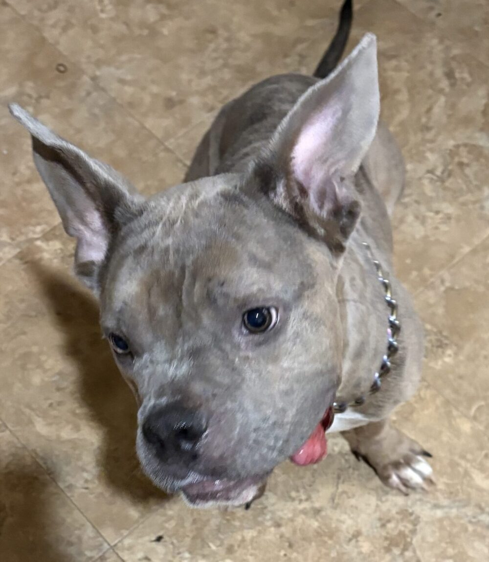 - Hope Paws Support Fund - Hope Paws Support Fund - 178935280662bd6d619e 46 IMG 8623 scaled e1790190772699