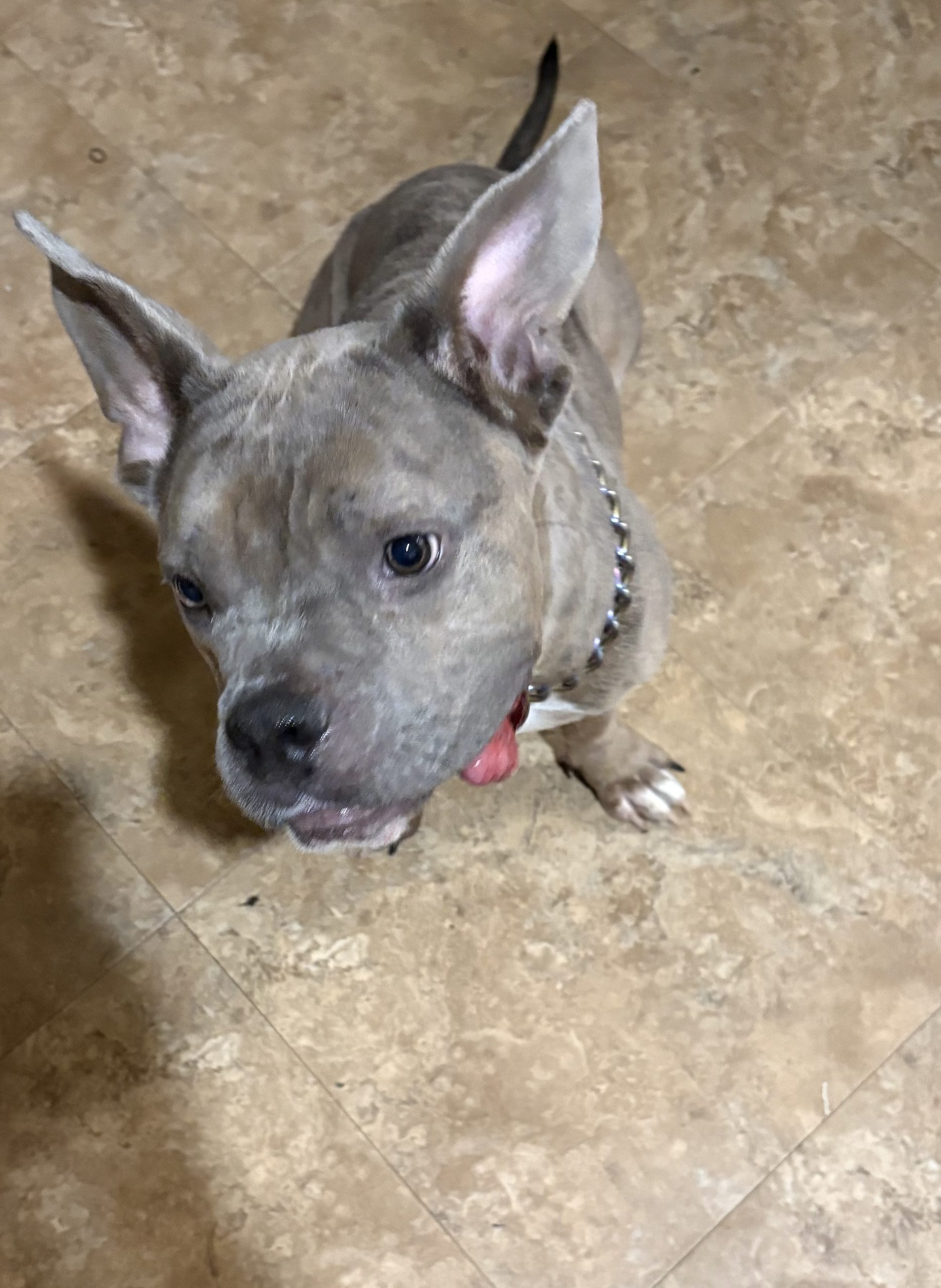 - Hope Paws Support Fund - Hope Paws Support Fund - 178935280662bd6d619e 46 IMG 8623 scaled