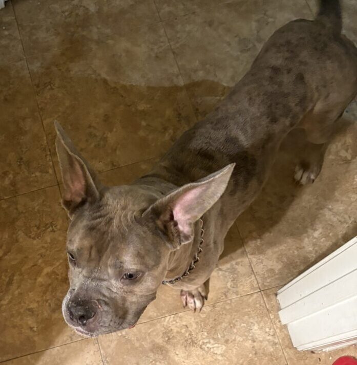 - Hope Paws Support Fund - Hope Paws Support Fund - 178935280662bd6d619e 52 IMG 8621 scaled e1790190869198