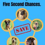 Rescue Updates: Ellen, Drakeo, Benjamin, Strut & Kona - Hope Paws Support Fund - 5