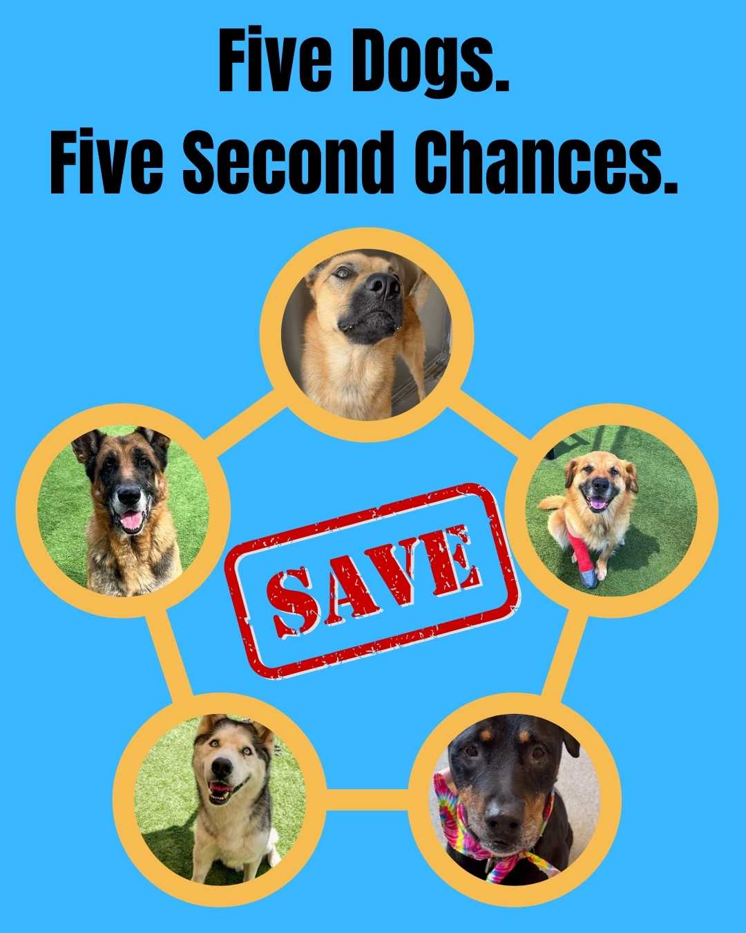 Rescue Updates: Ellen, Drakeo, Benjamin, Strut & Kona - Hope Paws Support Fund - 5