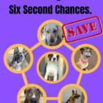 Rescue & Grant Updates: Lovin, Funshine Bear, Mr. Pibb, Alex, Oikos & Swazi - Hope Paws Support Fund - 6dogs