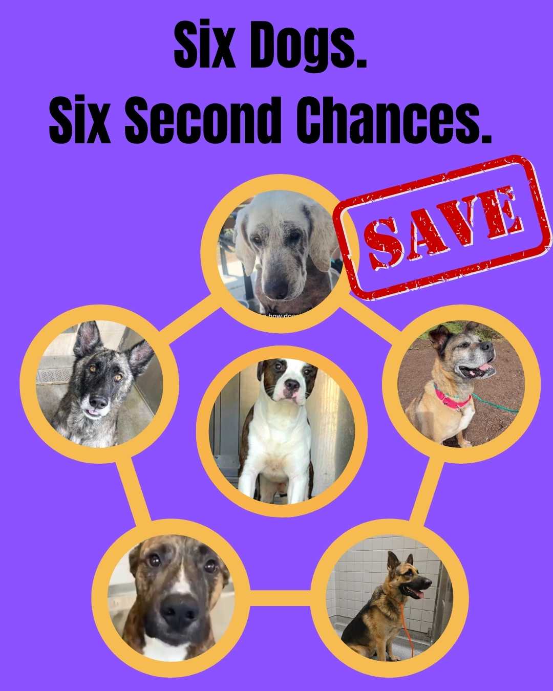 Rescue & Grant Updates: Lovin, Funshine Bear, Mr. Pibb, Alex, Oikos & Swazi - Hope Paws Support Fund - 6dogs
