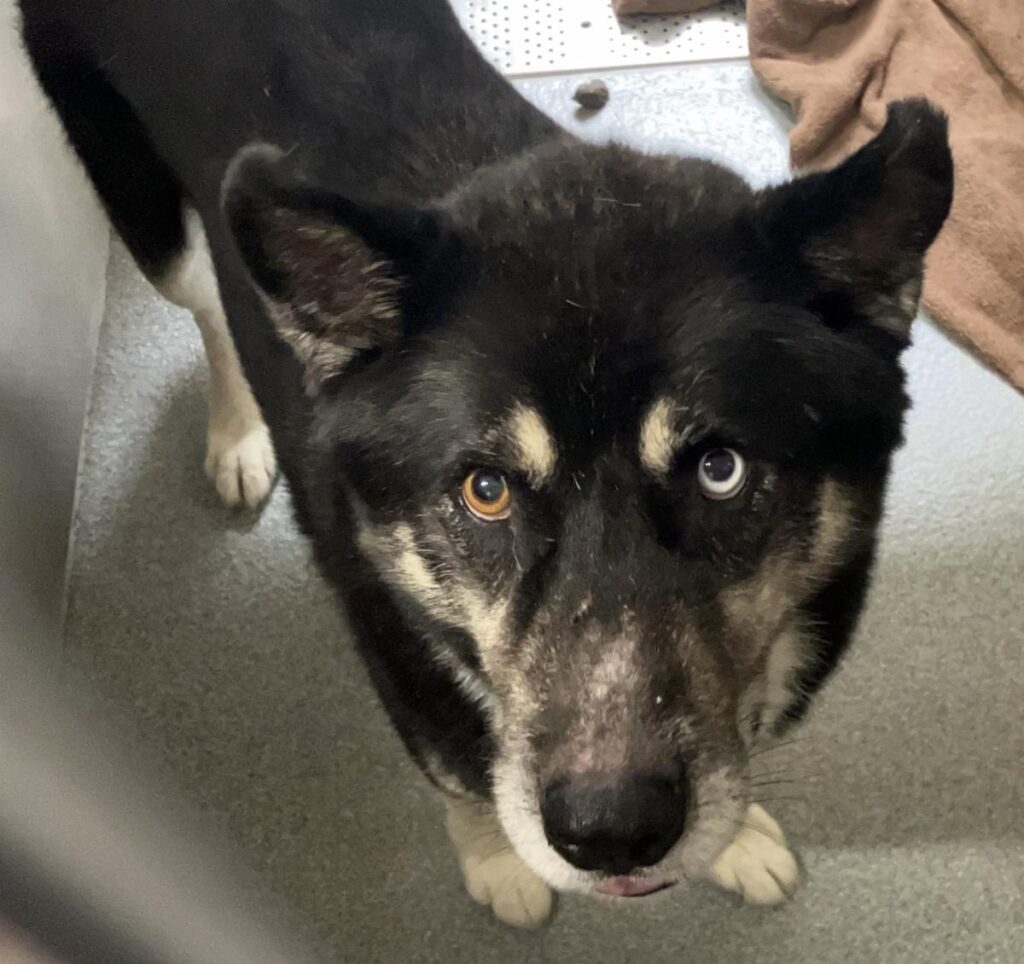 Rescue Updates: Chico, Perry, Ace, Maze, Zanky, Blue, Katana - Hope Paws Support Fund - ACE