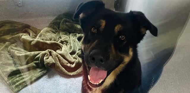 Angel’s Last Chance: A Gentle Soul Waiting for Rescue 💔 - Hope Paws Support Fund Angel’s Last Chance: A Gentle Soul Waiting for Rescue 💔 - Hope Paws Support Fund - Angel 1 e1784331397935
