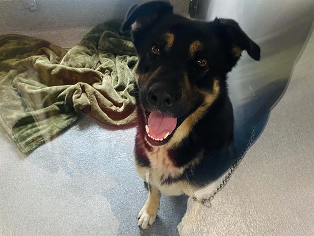 2-YEAR-OLD NAMOR IS WAITING FOR SOMEONE TO BELIEVE IN HIM - Hope Paws Support Fund 2-YEAR-OLD NAMOR IS WAITING FOR SOMEONE TO BELIEVE IN HIM - Hope Paws Support Fund - Angel