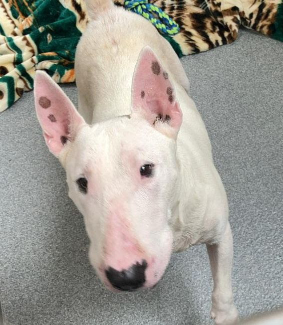 Rescue Updates: Chico, Perry, Ace, Maze, Zanky, Blue, Katana - Hope Paws Support Fund - CHERRY