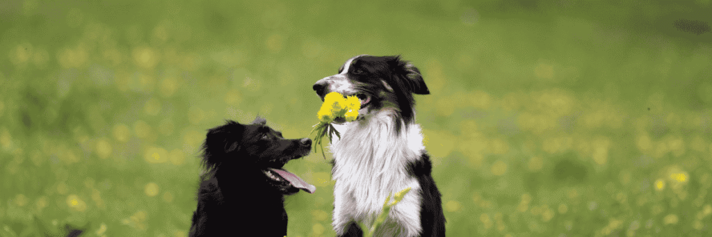 Partner With Us – Help Save More Dogs Together - Hope Paws Support Fund Partner With Us – Help Save More Dogs Together - Hope Paws Support Fund - Heading21