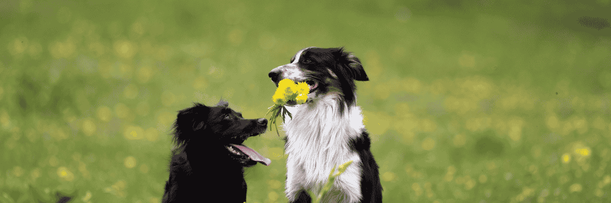 Get Help - Hope Paws Support Fund - Heading21