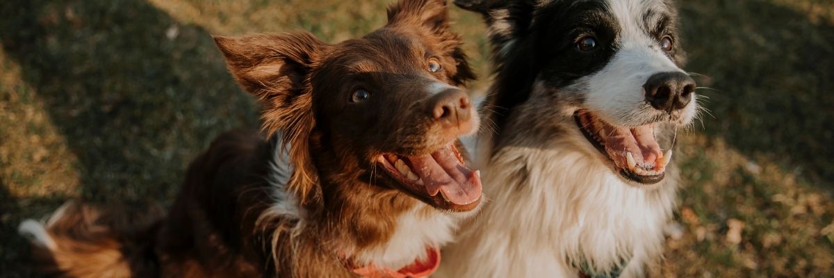 Get involved - Hope Paws Support Fund Get involved - Hope Paws Support Fund - Heading 19