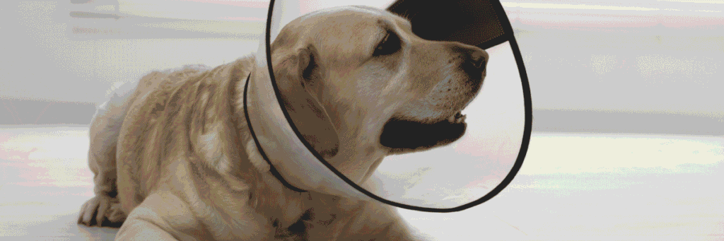 Spay/Neuter Assistance - Hope Paws Support Fund - Heading 35