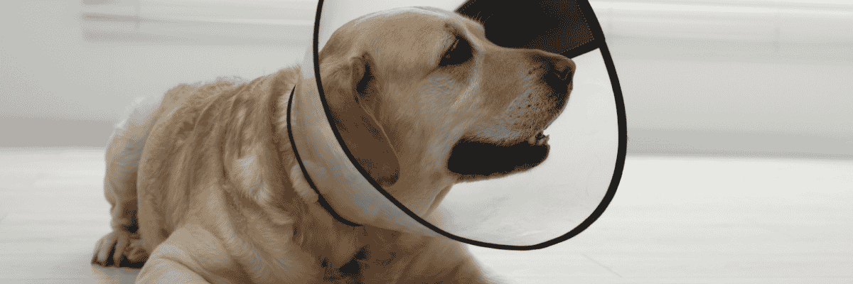 Spay/Neuter Assistance Fund - Hope Paws Support Fund - Heading 35