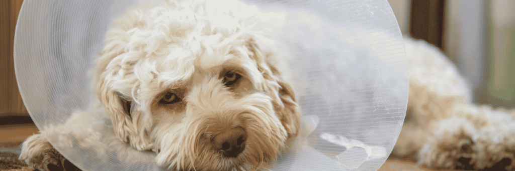 Non-Emergency Veterinary Surgery Support - Hope Paws Support Fund Non-Emergency Veterinary Surgery Support - Hope Paws Support Fund - Heading 50