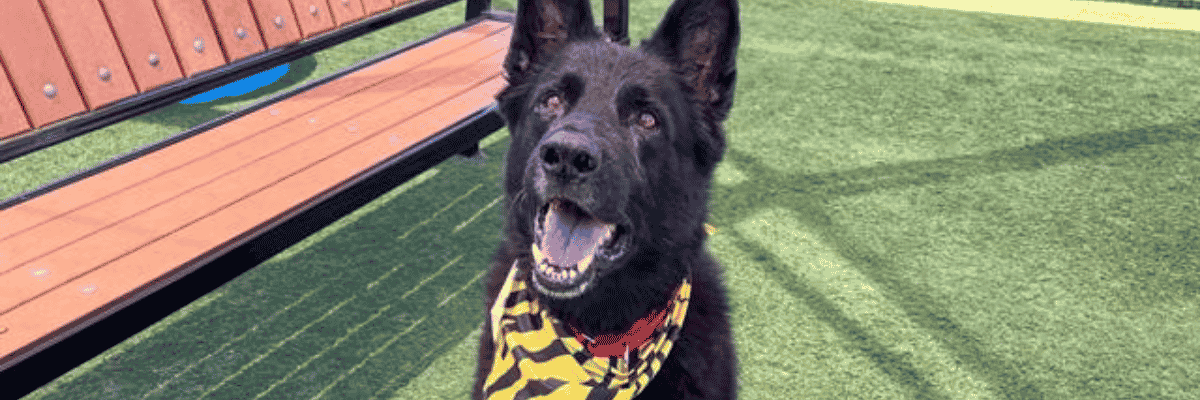Senior Blue – Secure His Retirement - Hope Paws Support Fund Senior Blue – Secure His Retirement - Hope Paws Support Fund - Heading blue