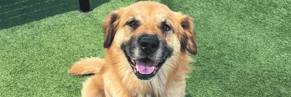 Strut's Surgery Fund - Hope Paws Support Fund - Heading strut