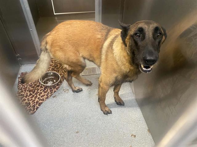 2-YEAR-OLD NAMOR IS WAITING FOR SOMEONE TO BELIEVE IN HIM - Hope Paws Support Fund 2-YEAR-OLD NAMOR IS WAITING FOR SOMEONE TO BELIEVE IN HIM - Hope Paws Support Fund - Namor 1