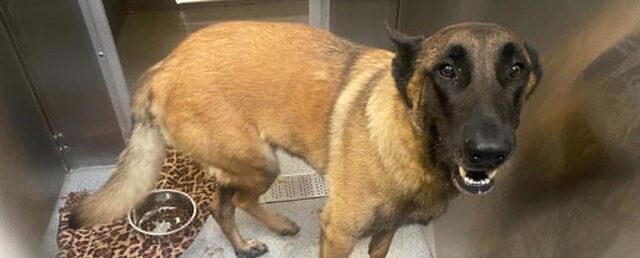 2-YEAR-OLD NAMOR IS WAITING FOR SOMEONE TO BELIEVE IN HIM - Hope Paws Support Fund 2-YEAR-OLD NAMOR IS WAITING FOR SOMEONE TO BELIEVE IN HIM - Hope Paws Support Fund - Namor e1784330369250