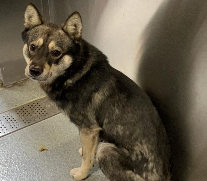 Rocket didn't arrive at the shelter nameless. - Hope Paws Support Fund Rocket didn't arrive at the shelter nameless. - Hope Paws Support Fund - Odie1