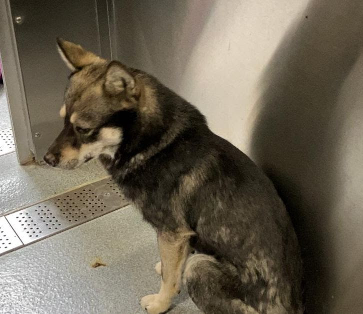 A dog who never knew kindness - Hope Paws Support Fund - Odie3