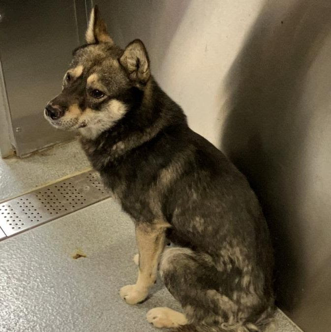 A dog who never knew kindness - Hope Paws Support Fund - Odie4