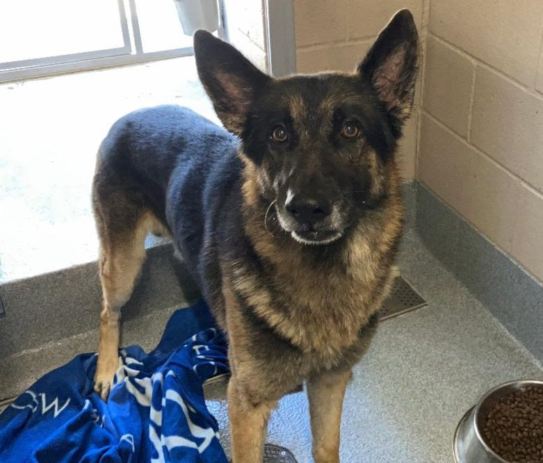 Rocket didn't arrive at the shelter nameless. - Hope Paws Support Fund Rocket didn't arrive at the shelter nameless. - Hope Paws Support Fund - ROCKET