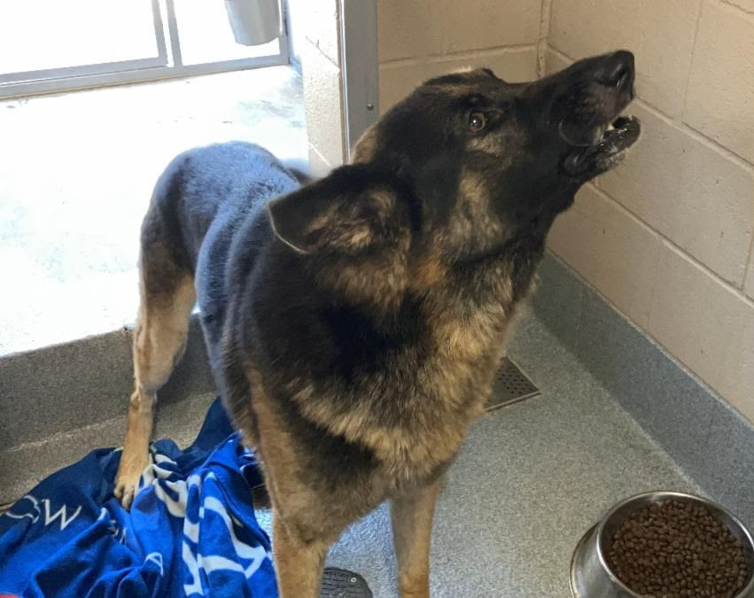 Rocket didn't arrive at the shelter nameless. - Hope Paws Support Fund Rocket didn't arrive at the shelter nameless. - Hope Paws Support Fund - ROCKET1
