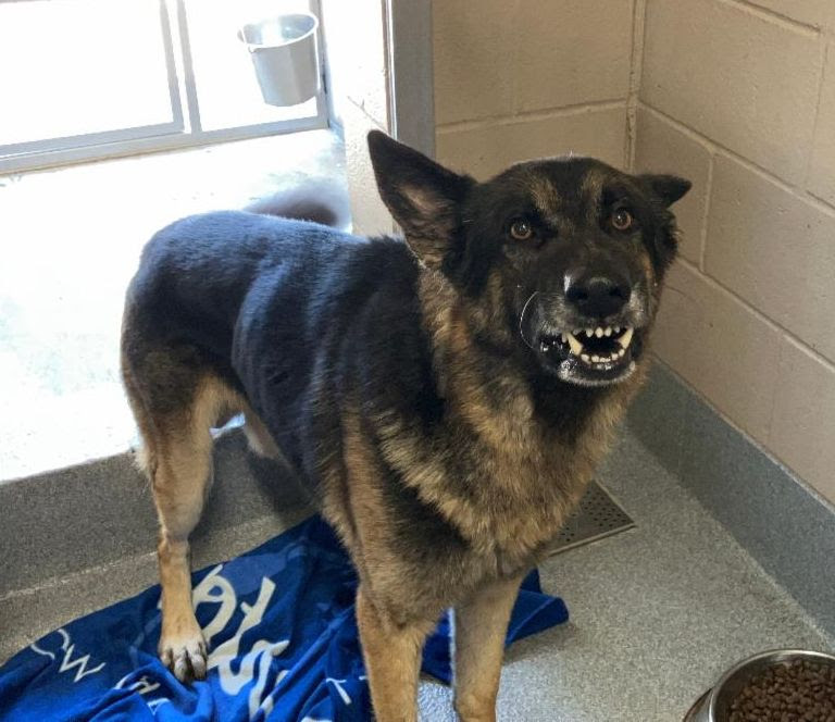 Rocket didn't arrive at the shelter nameless. - Hope Paws Support Fund Rocket didn't arrive at the shelter nameless. - Hope Paws Support Fund - ROCKET2