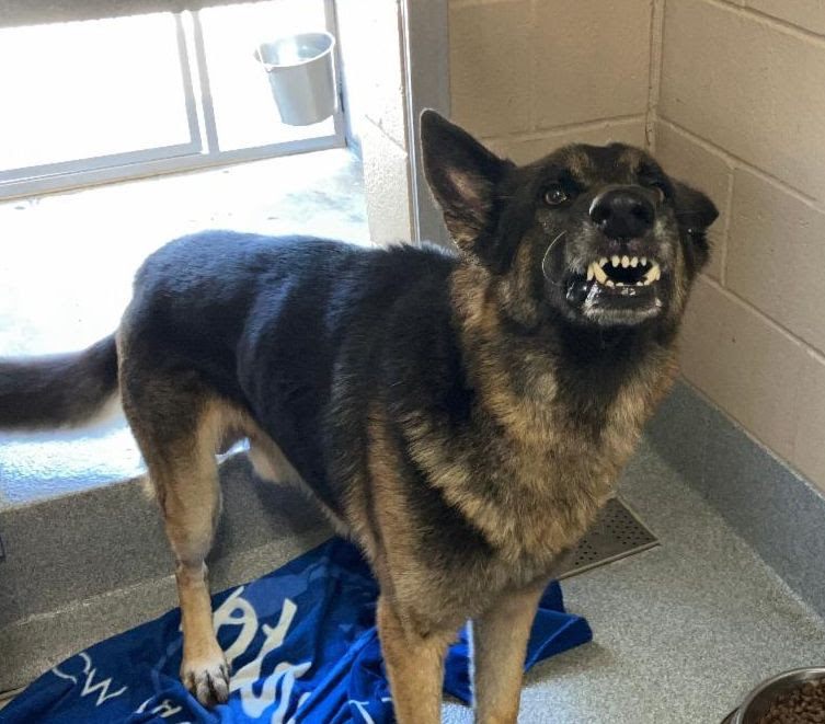 Rocket didn't arrive at the shelter nameless. - Hope Paws Support Fund Rocket didn't arrive at the shelter nameless. - Hope Paws Support Fund - ROCKET3