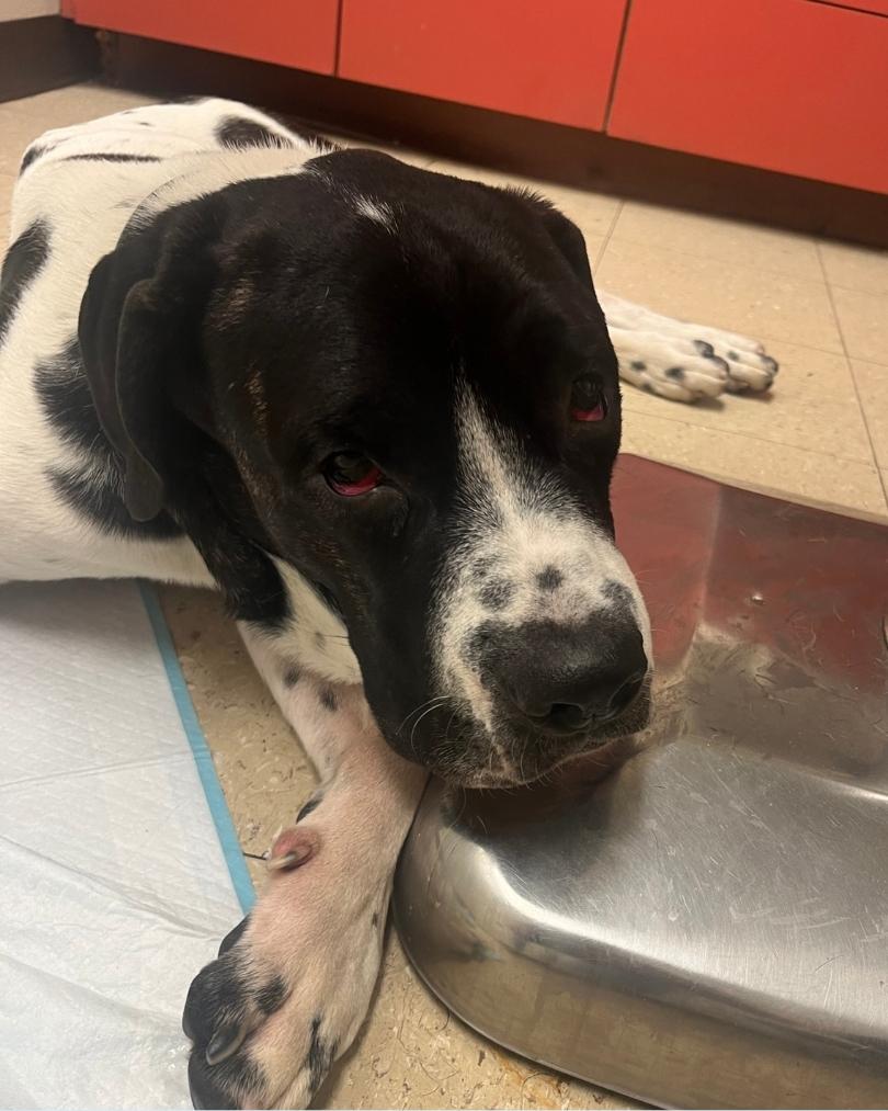 - Hope Paws Support Fund - Hope Paws Support Fund - Romeo