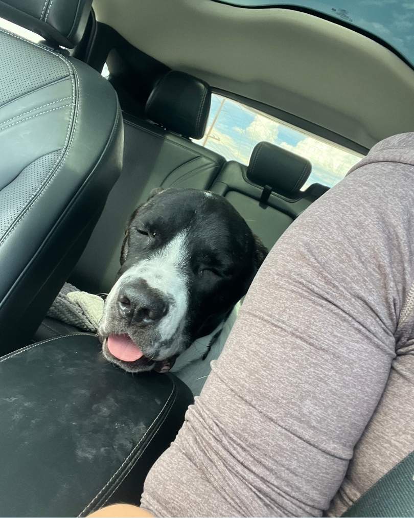 - Hope Paws Support Fund - Hope Paws Support Fund - Romeo1
