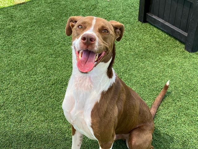 Rocket didn't arrive at the shelter nameless. - Hope Paws Support Fund - Ron