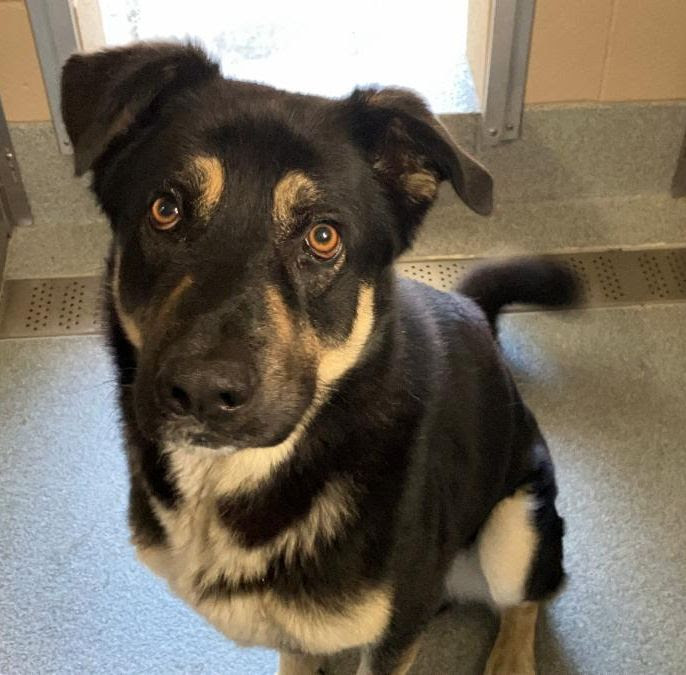 Rocket didn't arrive at the shelter nameless. - Hope Paws Support Fund Rocket didn't arrive at the shelter nameless. - Hope Paws Support Fund - angel2